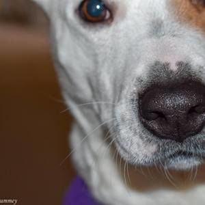 Meet your Posher, Troy